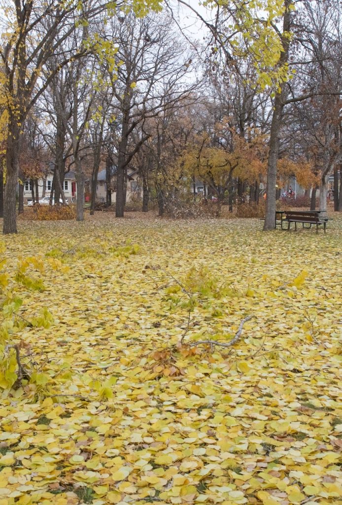 OLYMPUS DIGITAL CAMERA truth and reconcilliation 2025 t-shirt